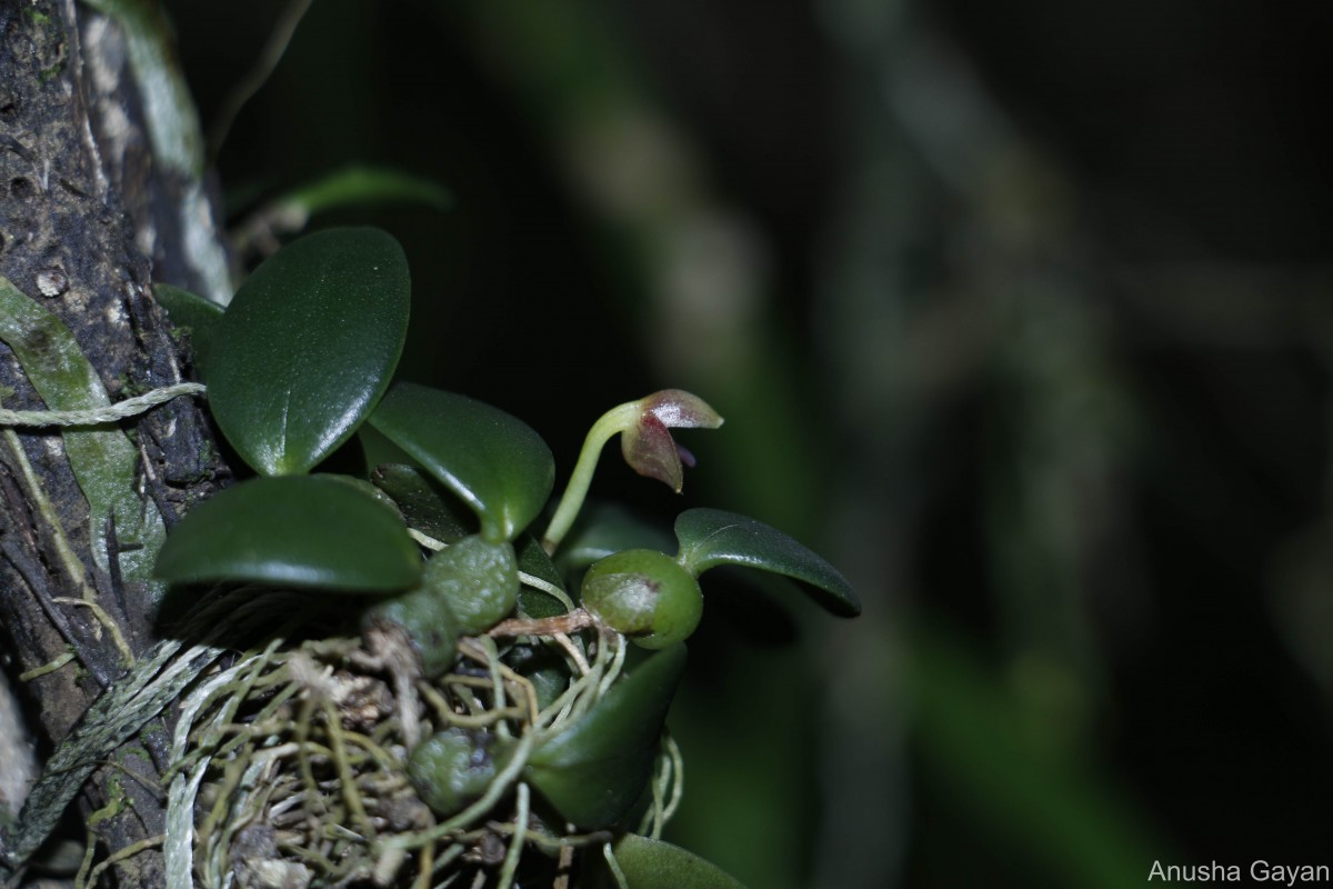 Bulbophyllum crassifolium Thwaites ex Trimen
